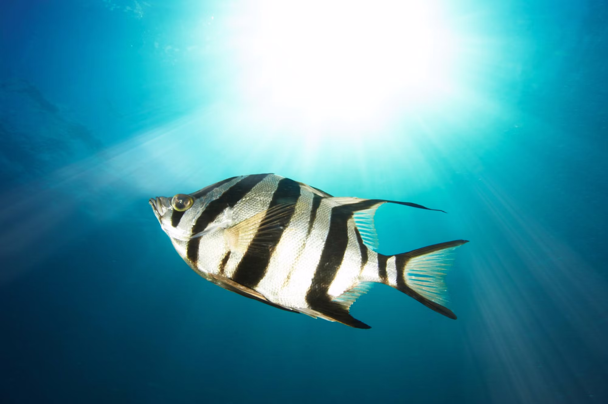 Exploring the Wonders of Tropical Seas: A Journey Through Nature’s Hidden Gems